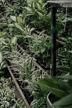 多肉植物高清摄影素材