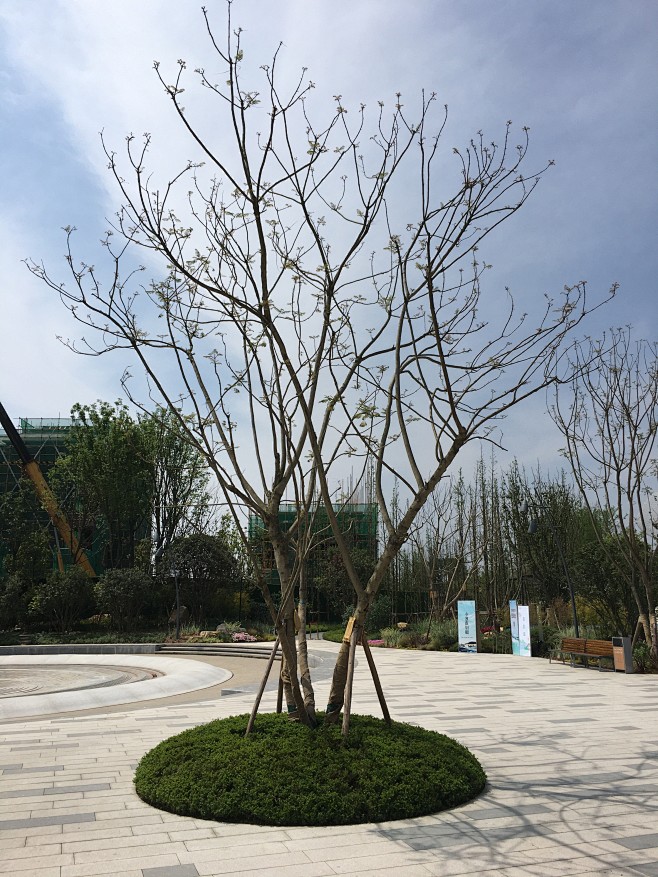 丛生蓝花楹2