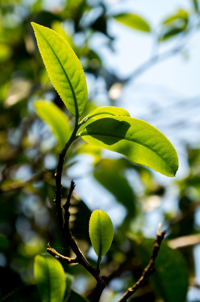 古茶树之巅 老班章茶山之行