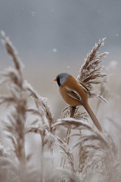 鸟类在冬季的表达 