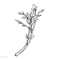 手绘线稿草本植物花卉-植物花卉-插画图形素材-酷图网