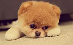 可爱萌宠电脑桌面壁纸