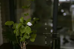 好一朵茉莉花
