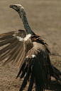 隼形目·鹰科·秃鹫亚科：非洲白背兀鹫