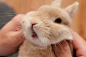 兔兔的肉肉脸，当然是用来捏的啦~ԅ(¯﹃¯ԅ)【twitter：evo3183】