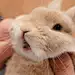 池枣药丸