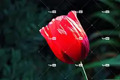 罂粟 花 美丽的花朵 植物 红罂粟 红花 花卉背景 花瓣 花壁纸