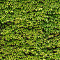 wallpapers-ivy-textures-ipad-mywalls-hd-1024x1024.jpg (1024×1024)