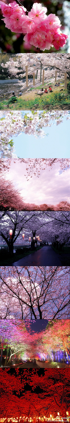 紫月幽采集到樱花