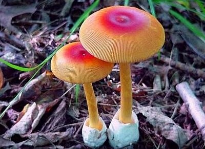 【水楼】美丽的毒蘑菇，超级漂亮。