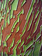 Madrone bark peel by cactusbones, via Flickr