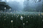 夜景   亮化   照明   灯具(107图)_@Iris-蟲蟲收集_花瓣建筑设计郎伍德花园的光：装置 – 旅设 诚实设计，设计成实83