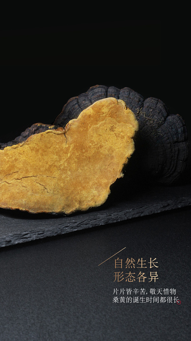 【海尾海尾 西藏野生桑黄200g】海尾 ...
