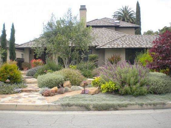drought tolerant yar...