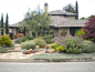 drought tolerant yard with olive trees - Google Search