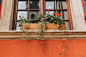 green plant on brown clay pot