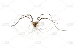 爸爸Longlegs