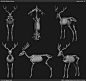 Red Deer - Anatomy Study (WIP)