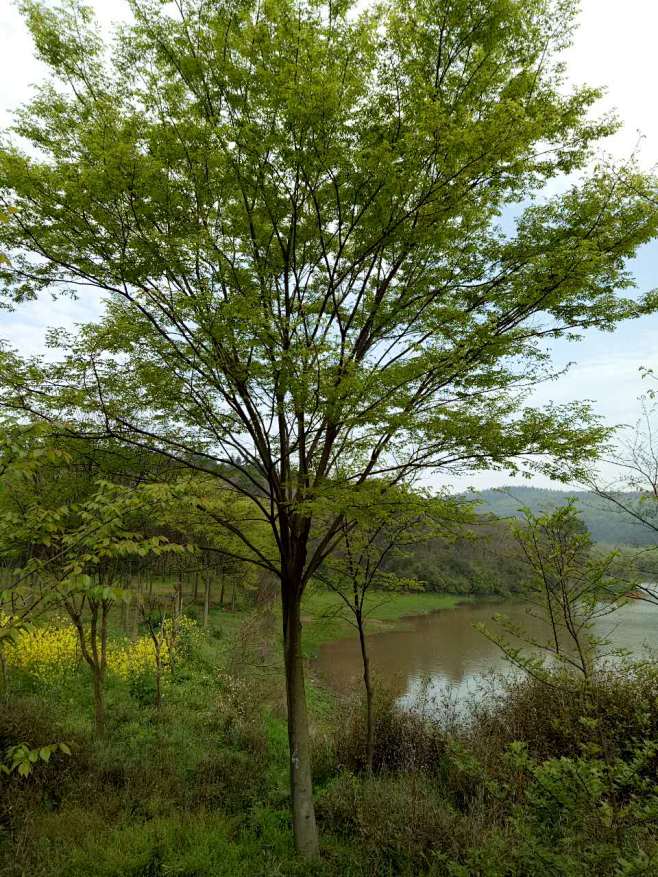 榉树4
