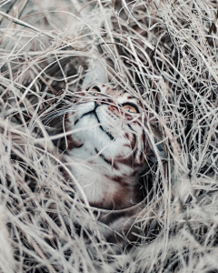 漆黑骸骨采集到zoo