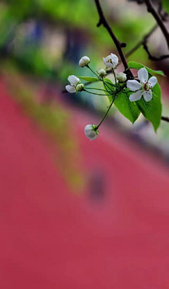 清浅简兮采集到花开堪折