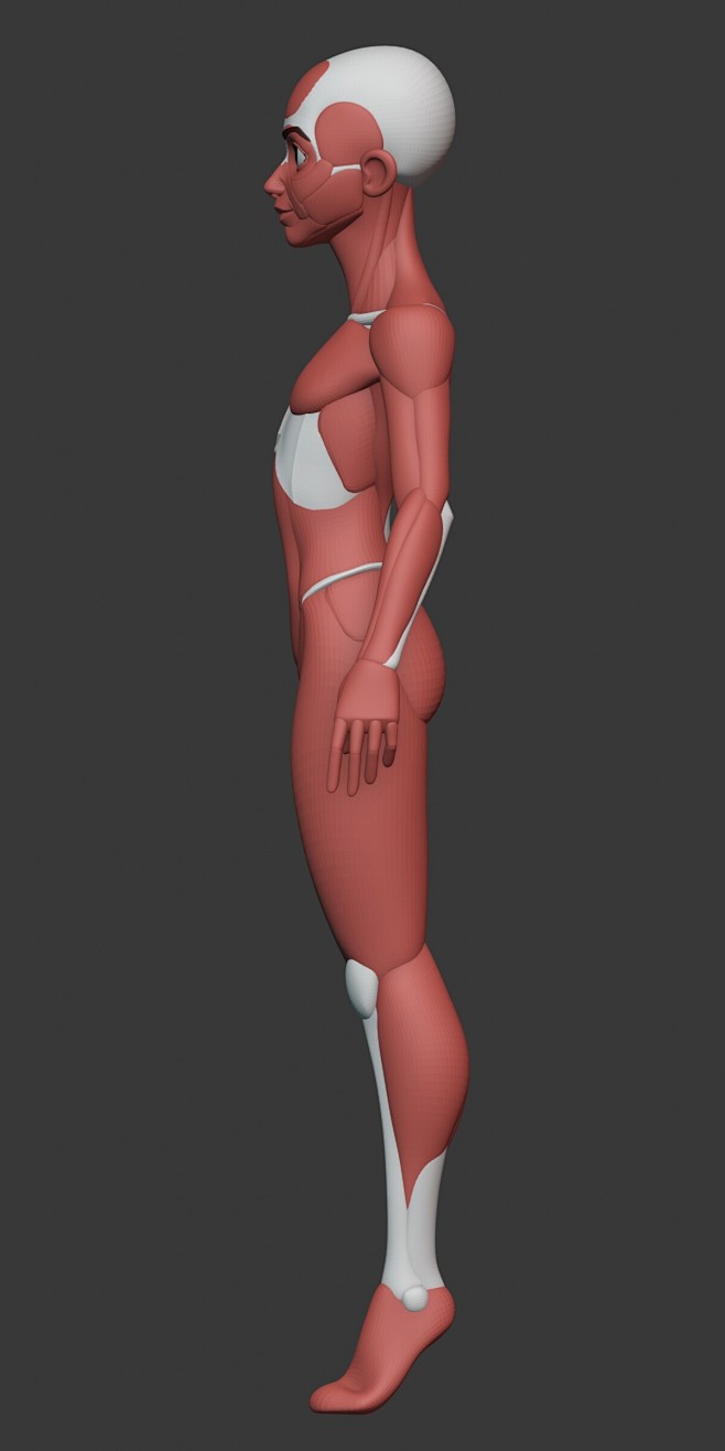 Stylized Female Anat...