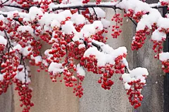 雪后天晴腊梅的花香