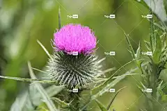 荆棘 花 自然 异国情调 棘手的 紫色的 夏天 花卉背景 花壁纸