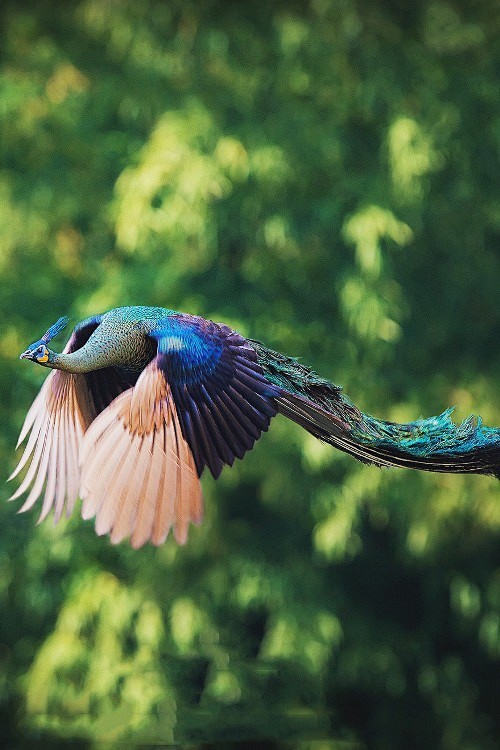 Flying peacock by Ca...