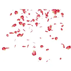花瓣  - 源文件下载【酷图网】樱花,花瓣,粉色花,桃花免扣,小清新,樱花免扣,春天,桃花,梨花,樱花背景,樱花盛开,花朵,花草,花卉,浪漫,情人节,芳香,盛开,花朵卡通图片,手绘樱花,花朵背景,樱花素材,唯美素材,唯美樱花,粉色,唯美,古典花纹,手绘梅花,腊梅,红梅,梅花图片