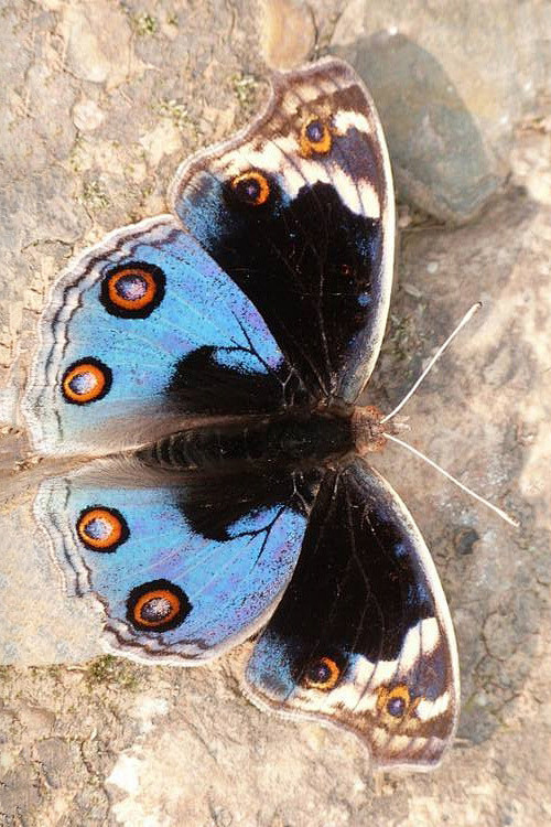 鳞翅目凤蝶总科喙蝶