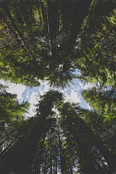 森林 【酷图网】自然景观,森林风景,行道树,行道树风景,自然风景,唯美风景,风景图片,风景壁纸,大自然风景,自然风光,大自然风光,唯美图片,唯美壁纸,创意图片,花草树木,电脑壁纸,美景图片,美景壁纸,旅游风景,森林,森林景观,森林植物,风景名胜,花草,树木,大树,树干,丁达尔光效