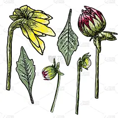 雏菊，大丽花，百日草和非洲菊的叶子和半开的花蕾。手绘草本植物、家用花卉、野花等花卉素描。向量。