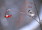 秋冬季树枝上的小鸟图片