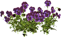 小浪浪吖采集到素材-花-植物