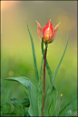 Photograph tulipa 