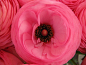 Pink Ranunculus