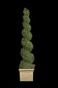 Replica Boxwood Spiral Topiary by International Treescapes, LLC.  Treescapes hand makes our  boxwood topiaries using artificial or preserved boxwood.  We feature Exterior UVI foliage (Ultraleaf-X) and Interior IFR (Inherently Fire Retardant) Foliage.  Our