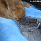 兔子 兔纸 兔兔