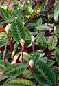 紫背天鹅绒竹芋：原产南美的热带雨林中。叶美观，花奇特，为极佳的观花植物。