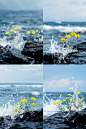 biffle4660_76650_A_few_yellow_flowers_grow_on_black_rocks_by_th_4d0d1407-066e-46af-826d-1d0857da95bc