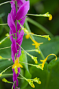 泰国舞花姜（ Globba winitii）