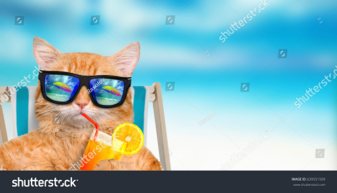 Cat wearing sunglass...