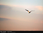 1x.com - Free as a bird by Jacob Jovelou