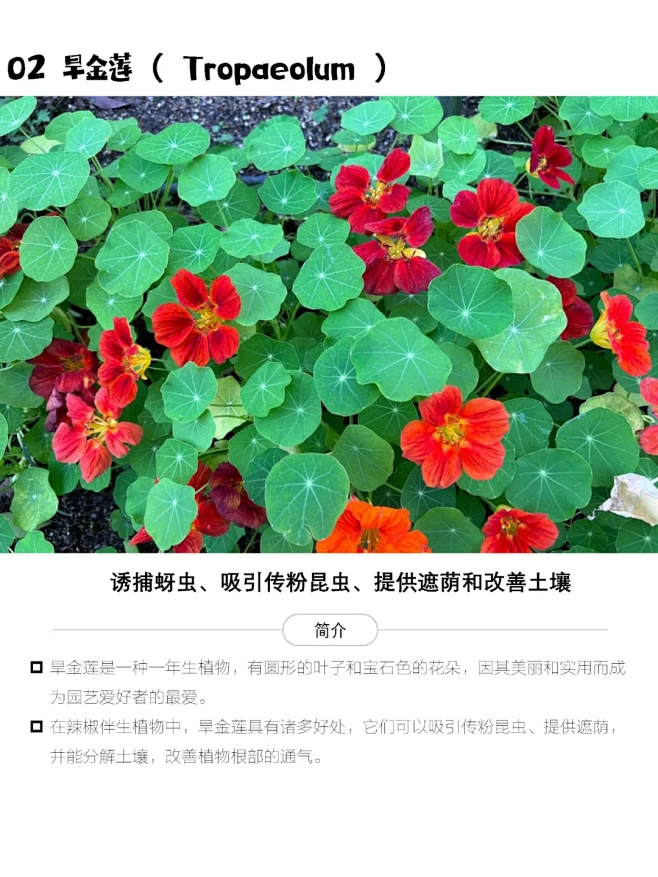 可以成为辣椒伴侣的伙伴们 - 小红书