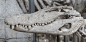 Skulls & Bones (156)