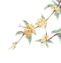 之前画的桂花当3k福粉吧ヾ(≧∇≦*)有花束和分… - 半次元 - ACG爱好者社区