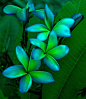 Blue and Green Plumerias