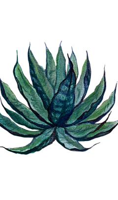 ヾ漠视り采集到植物素材