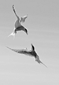 Andrew Chu——《Arctic Terns- Interactions in Flight》